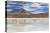 Flamingos feeding in Laguna Canapa, an endorheic salt lake in the altiplano, Potosi Department-Michael Nolan-Stretched Canvas