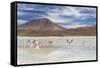 Flamingos feeding in Laguna Canapa, an endorheic salt lake in the altiplano, Potosi Department-Michael Nolan-Framed Stretched Canvas