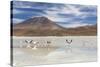 Flamingos feeding in Laguna Canapa, an endorheic salt lake in the altiplano, Potosi Department-Michael Nolan-Stretched Canvas