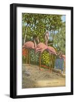 Flamingos, Florida-null-Framed Art Print