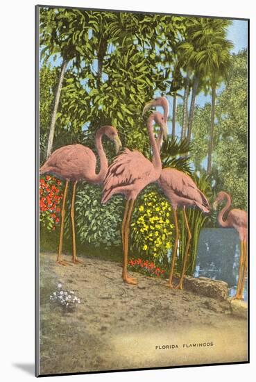 Flamingos, Florida-null-Mounted Art Print