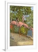 Flamingos, Florida-null-Framed Art Print
