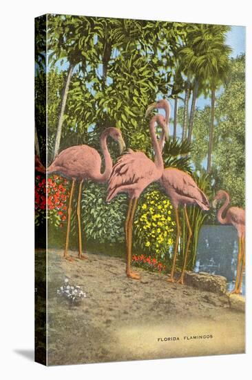 Flamingos, Florida-null-Stretched Canvas