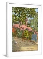 Flamingos, Florida-null-Framed Art Print