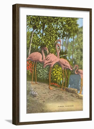 Flamingos, Florida-null-Framed Art Print