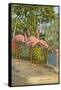 Flamingos, Florida-null-Framed Stretched Canvas