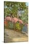 Flamingos, Florida-null-Stretched Canvas