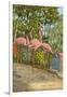 Flamingos, Florida-null-Framed Art Print