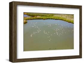 Flamingos flying in wetland on the Aegean coast, Turkey.-Ali Kabas-Framed Photographic Print