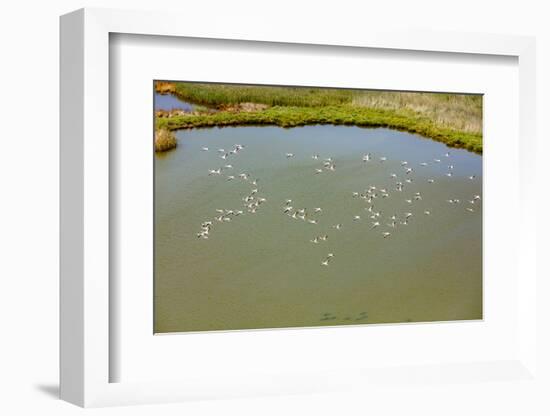 Flamingos flying in wetland on the Aegean coast, Turkey.-Ali Kabas-Framed Photographic Print