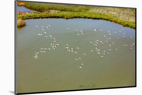Flamingos flying in wetland on the Aegean coast, Turkey.-Ali Kabas-Mounted Photographic Print