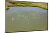 Flamingos flying in wetland on the Aegean coast, Turkey.-Ali Kabas-Mounted Photographic Print