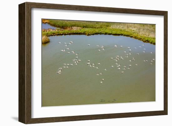 Flamingos flying in wetland on the Aegean coast, Turkey.-Ali Kabas-Framed Photographic Print
