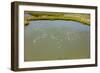 Flamingos flying in wetland on the Aegean coast, Turkey.-Ali Kabas-Framed Photographic Print