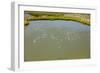 Flamingos flying in wetland on the Aegean coast, Turkey.-Ali Kabas-Framed Photographic Print