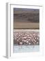 Flamingos gathered in the hundreds to feed, Eduardo Avaroa Andean Fauna National Reserve, Bolivia-Michael Nolan-Framed Photographic Print