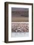 Flamingos gathered in the hundreds to feed, Eduardo Avaroa Andean Fauna National Reserve, Bolivia-Michael Nolan-Framed Photographic Print