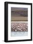 Flamingos gathered in the hundreds to feed, Eduardo Avaroa Andean Fauna National Reserve, Bolivia-Michael Nolan-Framed Photographic Print