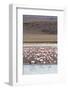 Flamingos gathered in the hundreds to feed, Eduardo Avaroa Andean Fauna National Reserve, Bolivia-Michael Nolan-Framed Photographic Print