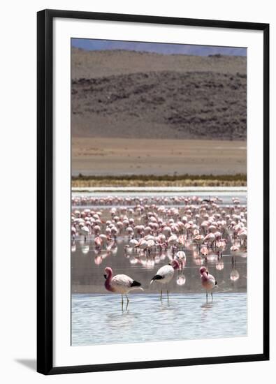 Flamingos gathered in the hundreds to feed, Eduardo Avaroa Andean Fauna National Reserve, Bolivia-Michael Nolan-Framed Photographic Print