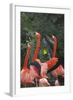 Flamingos I-Karyn Millet-Framed Photographic Print