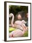 Flamingos II-Karyn Millet-Framed Photographic Print