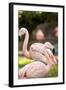 Flamingos II-Karyn Millet-Framed Photographic Print