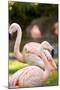 Flamingos II-Karyn Millet-Mounted Photographic Print