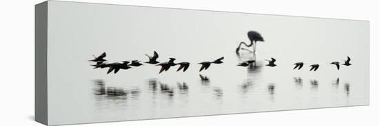 Flamingos in a Lake, Lake Manyara, Tanzania-null-Stretched Canvas