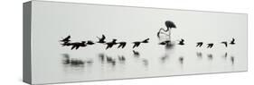 Flamingos in a Lake, Lake Manyara, Tanzania-null-Stretched Canvas