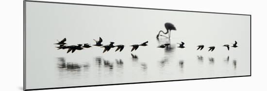 Flamingos in a Lake, Lake Manyara, Tanzania-null-Mounted Photographic Print