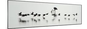 Flamingos in a Lake, Lake Manyara, Tanzania-null-Mounted Photographic Print