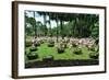 Flamingos in Garden.-Mattanin Nonchang-Framed Photographic Print