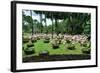 Flamingos in Garden.-Mattanin Nonchang-Framed Photographic Print