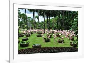 Flamingos in Garden.-Mattanin Nonchang-Framed Photographic Print
