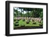 Flamingos in Garden.-Mattanin Nonchang-Framed Photographic Print