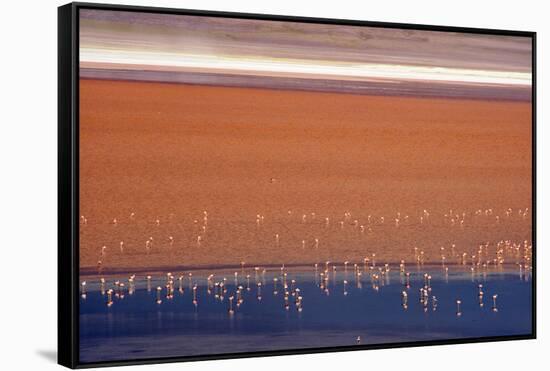 Flamingos in Laguna Colorada, Eduardo Abaroa Andean Fauna National Reserve, Bolivia-Keren Su-Framed Stretched Canvas