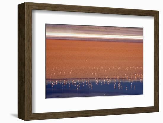 Flamingos in Laguna Colorada, Eduardo Abaroa Andean Fauna National Reserve, Bolivia-Keren Su-Framed Photographic Print