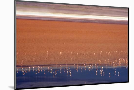 Flamingos in Laguna Colorada, Eduardo Abaroa Andean Fauna National Reserve, Bolivia-Keren Su-Mounted Photographic Print