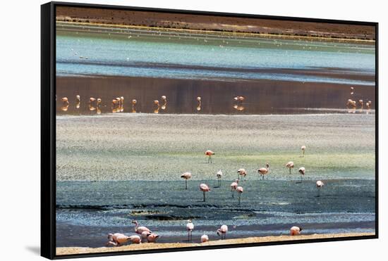 Flamingos in Laguna Hedionda, Potosi Department, Bolivia.-Keren Su-Framed Stretched Canvas
