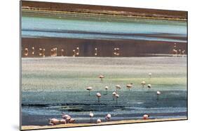 Flamingos in Laguna Hedionda, Potosi Department, Bolivia.-Keren Su-Mounted Photographic Print