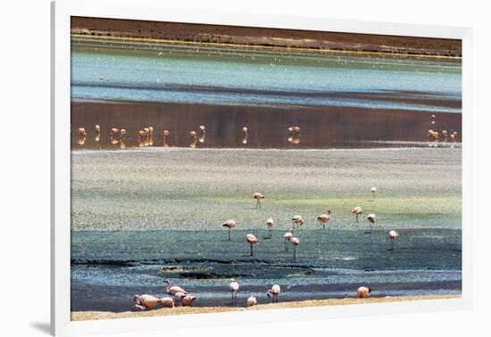 Flamingos in Laguna Hedionda, Potosi Department, Bolivia.-Keren Su-Framed Photographic Print