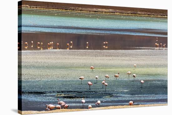 Flamingos in Laguna Hedionda, Potosi Department, Bolivia.-Keren Su-Stretched Canvas