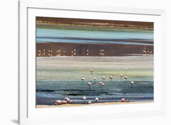 Flamingos in Laguna Hedionda, Potosi Department, Bolivia.-Keren Su-Framed Photographic Print