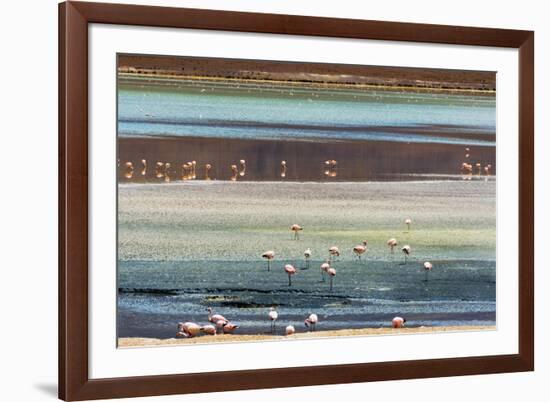 Flamingos in Laguna Hedionda, Potosi Department, Bolivia.-Keren Su-Framed Photographic Print