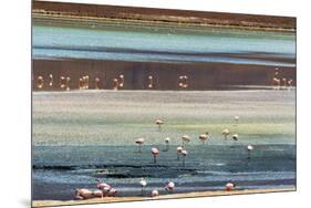 Flamingos in Laguna Hedionda, Potosi Department, Bolivia.-Keren Su-Mounted Photographic Print