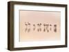 Flamingos in the Mist-Jeffrey Sink-Framed Photographic Print