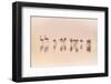 Flamingos in the Mist-Jeffrey Sink-Framed Photographic Print