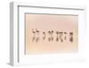 Flamingos in the Mist-Jeffrey Sink-Framed Photographic Print