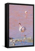 Flamingos, Laguna Colorada, Reserva Nacional De Fauna Andina Eduardo Avaroa, Los Lipez, Bolivia-Elzbieta Sekowska-Framed Stretched Canvas